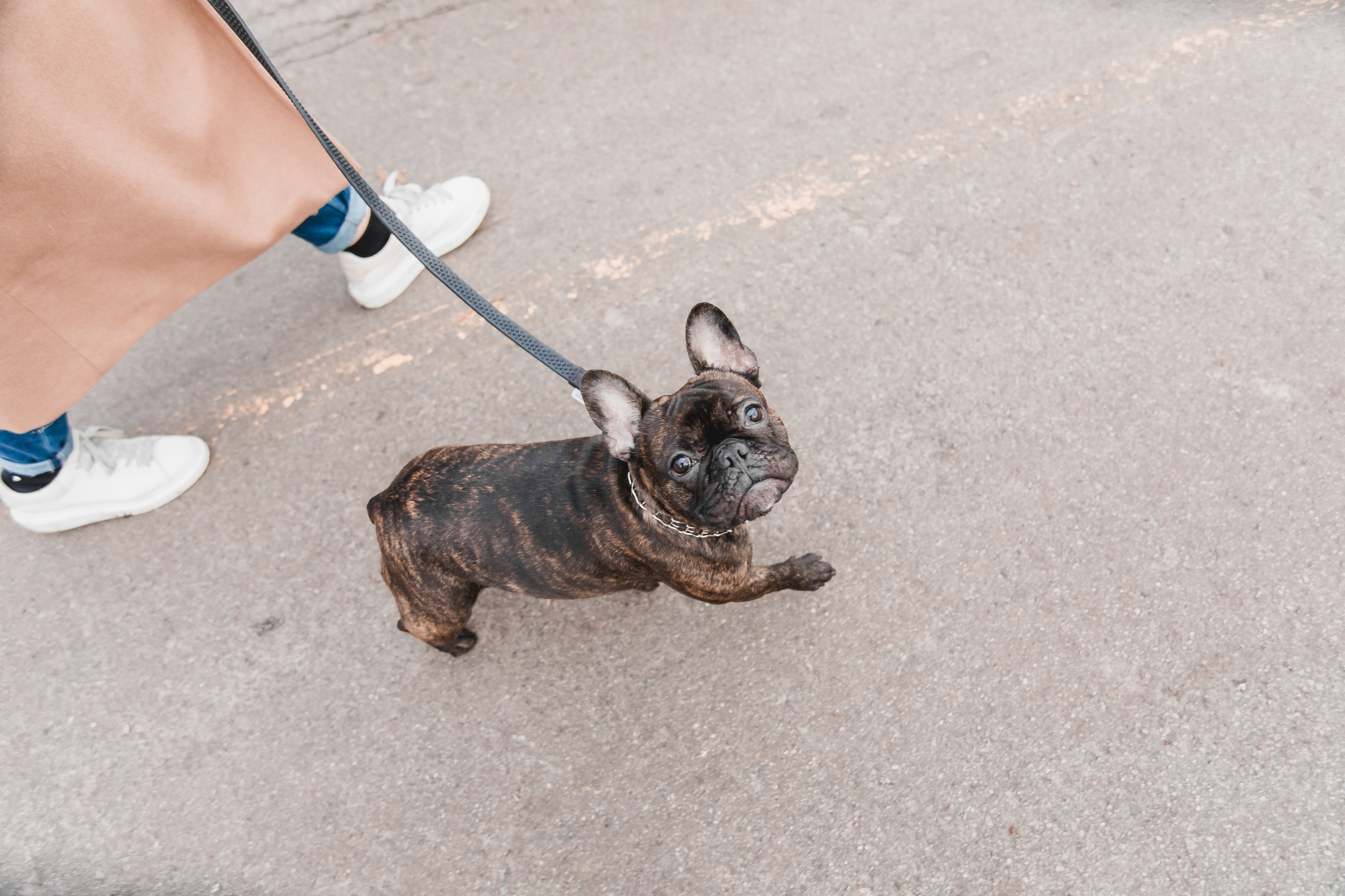 いつも同じ散歩コースだと飽きる?