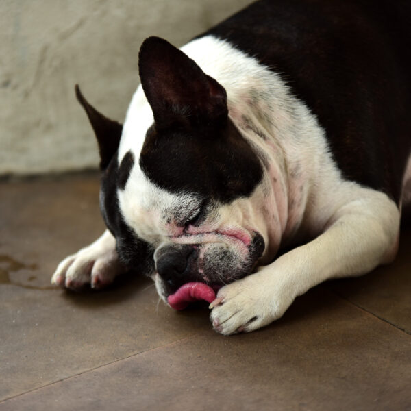 「足の指の間」を舐め始めたらサイン