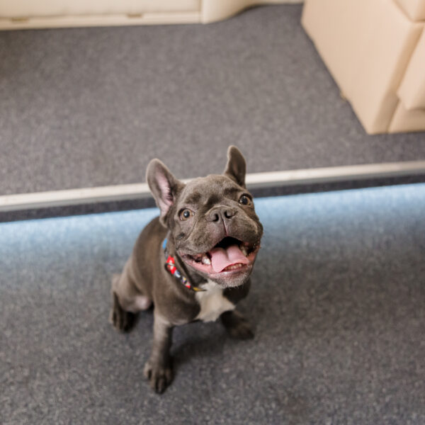 飼い主を追う「ストーカー」気質
