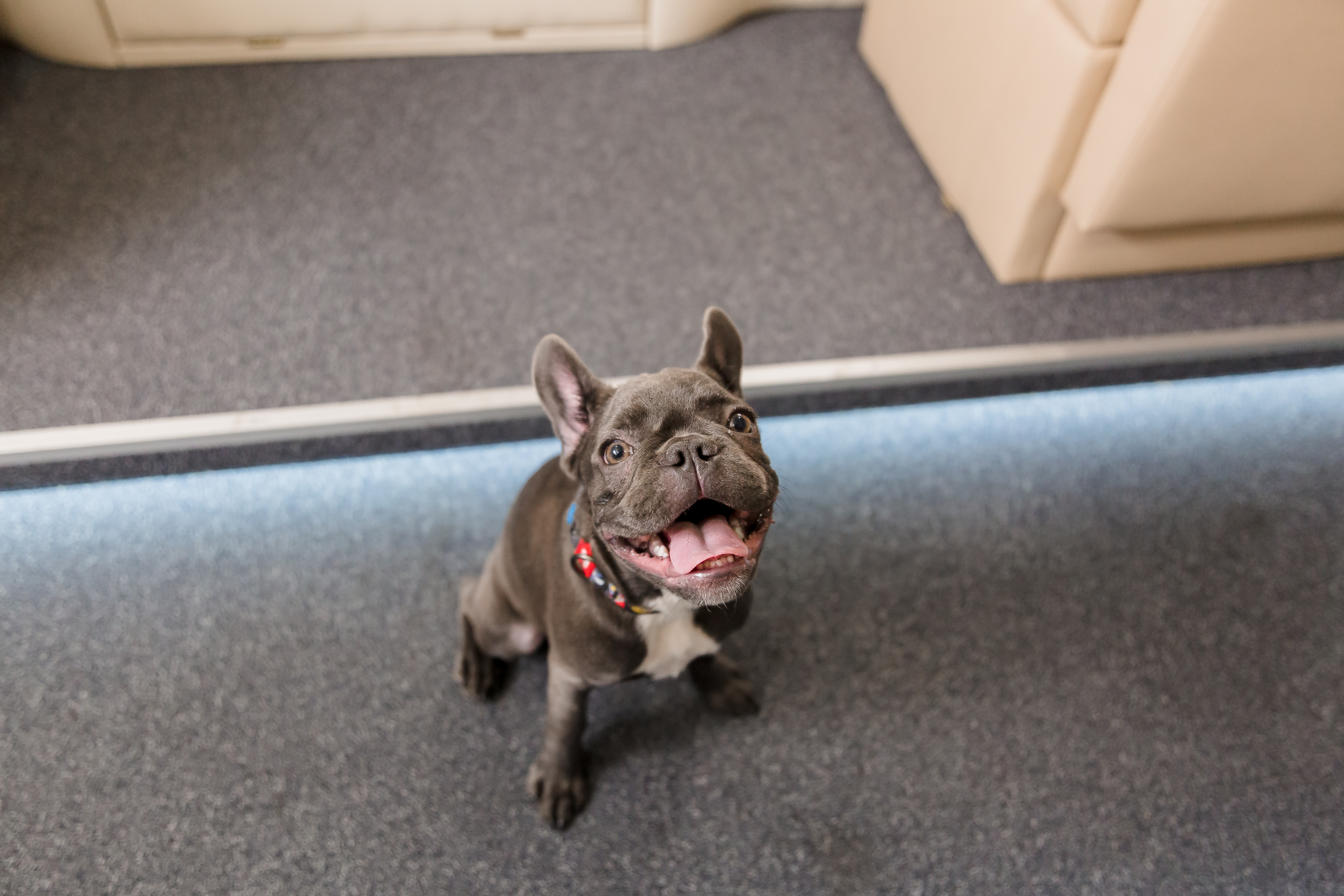 飼い主を追う「ストーカー」気質