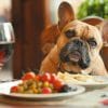 フレンチブルドッグに人間の食べ物はあげていい？