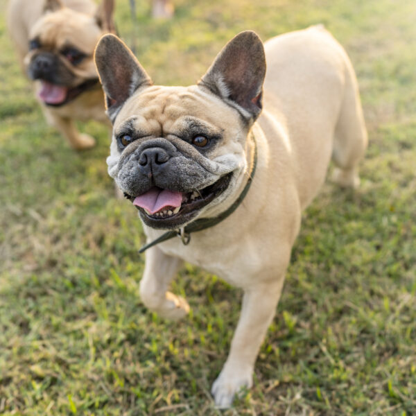 フレンチブルドッグの適切な運動量とは？散歩時間の目安と注意点を徹底解説