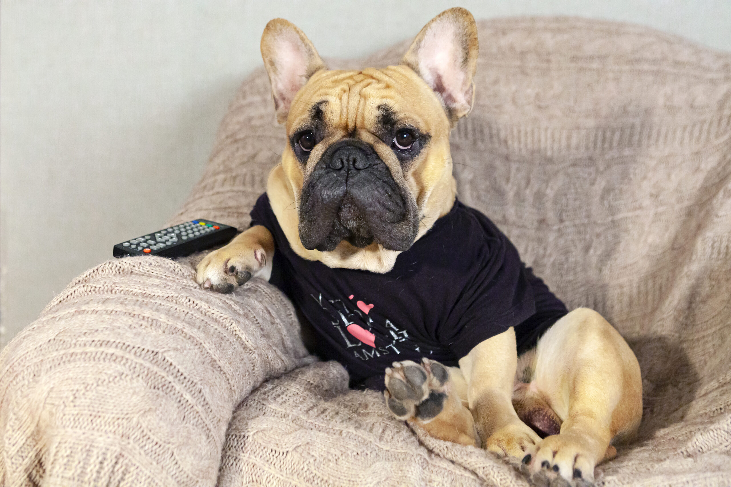 フレンチブルドッグに反抗期ってあるの?