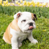 フレンチブルドッグはブルドッグの「小型版」ではない