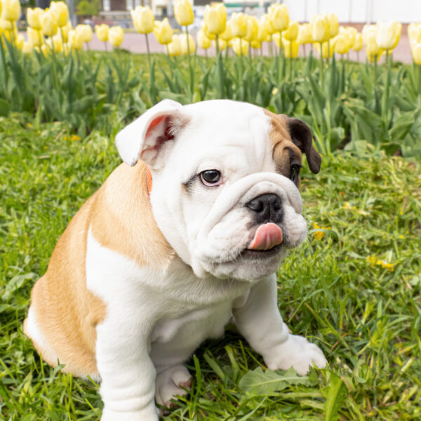 フレンチブルドッグはブルドッグの「小型版」ではない
