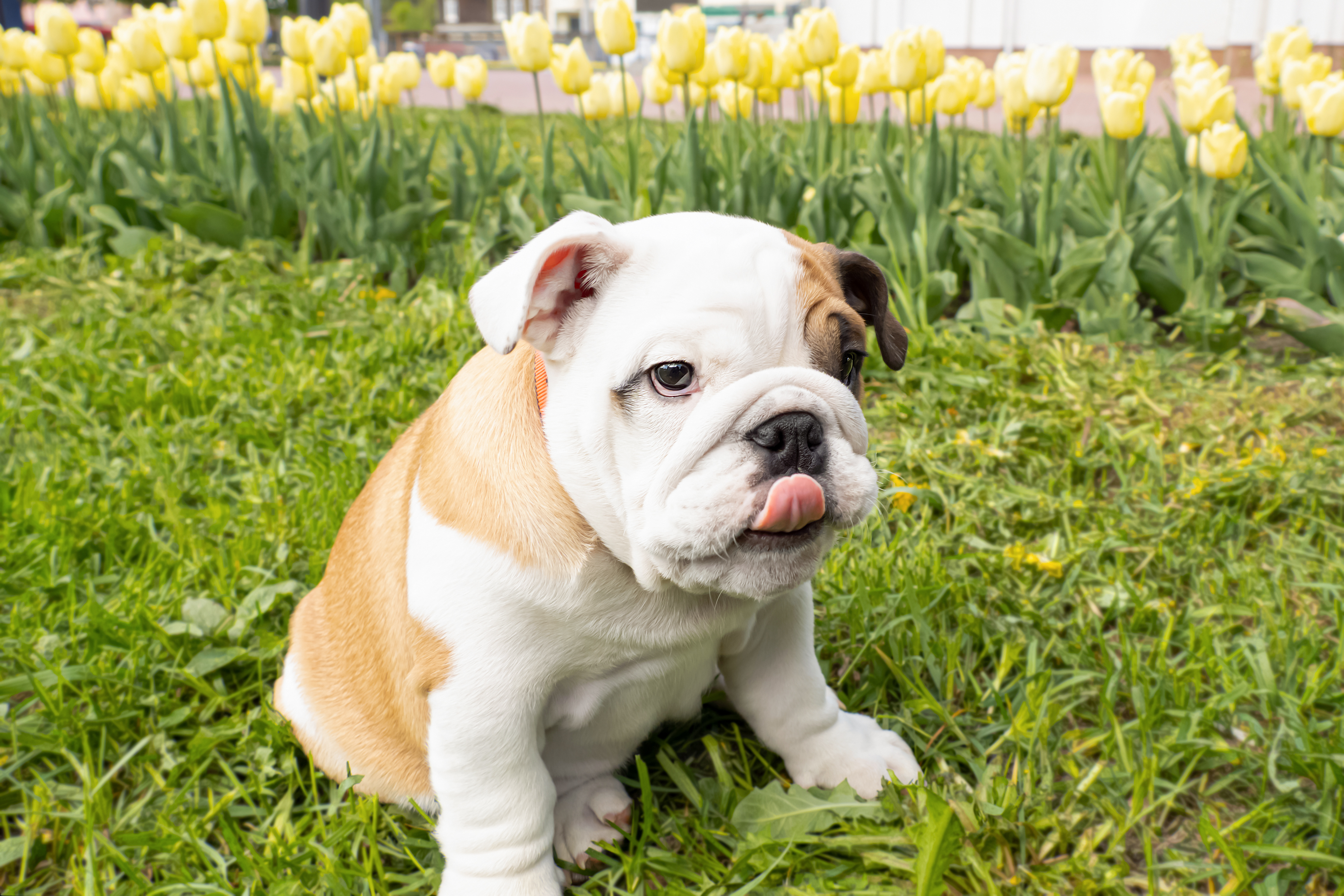 フレンチブルドッグはブルドッグの「小型版」ではない