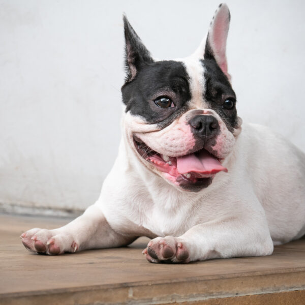 老化は「後ろ足」の筋肉から始まる