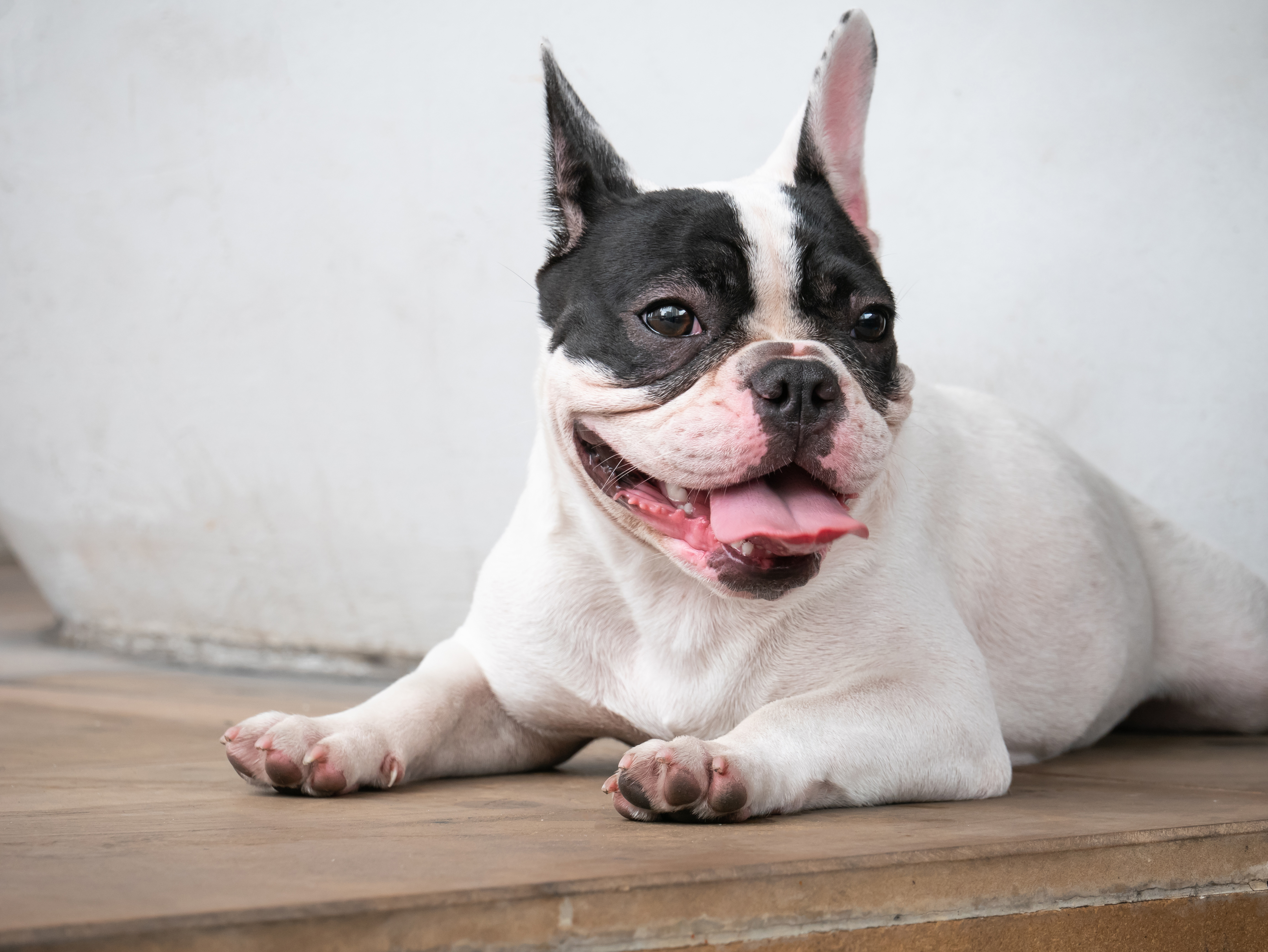 老化は「後ろ足」の筋肉から始まる