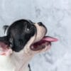 去勢した犬は発情しますか？