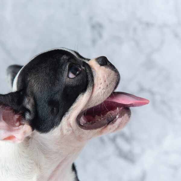 去勢した犬は発情しますか？