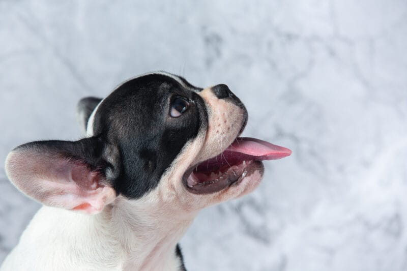 去勢した犬は発情しますか？