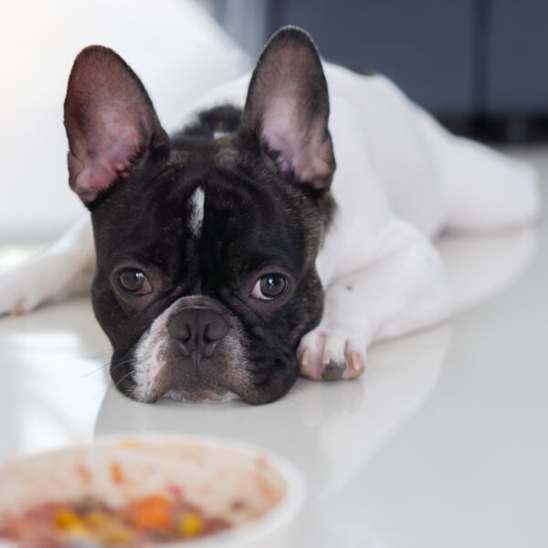 フレンチブルドッグがごはんを食べない原因は?