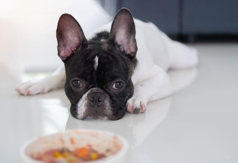 フレンチブルドッグがごはんを食べない原因は？