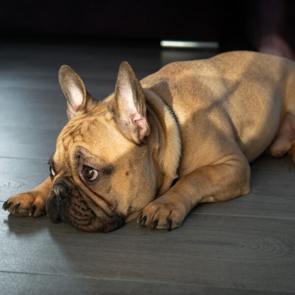 フレンチブルドッグの関節は〇歳から急激に衰える…