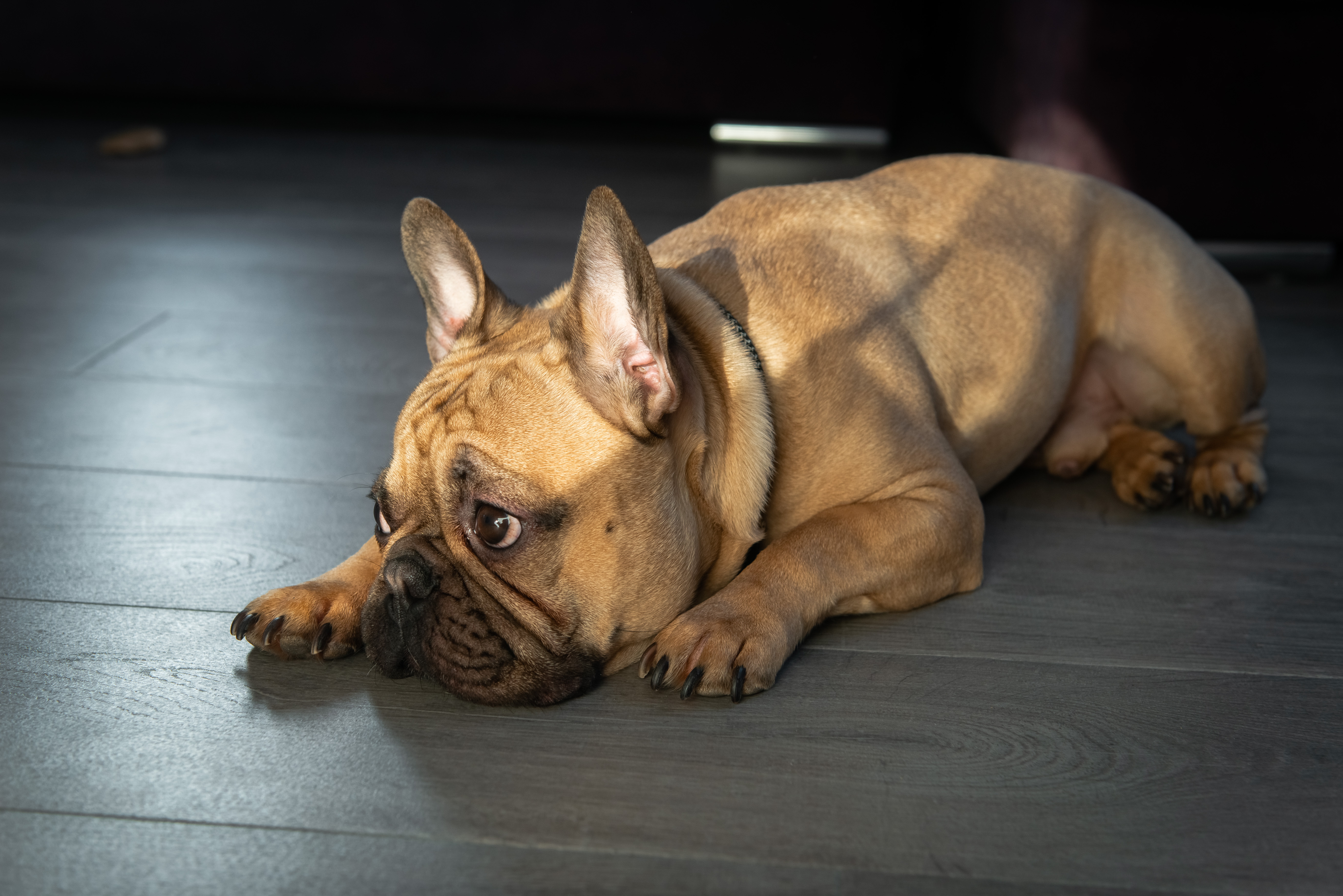 フレンチブルドッグの関節は〇歳から急激に衰える…