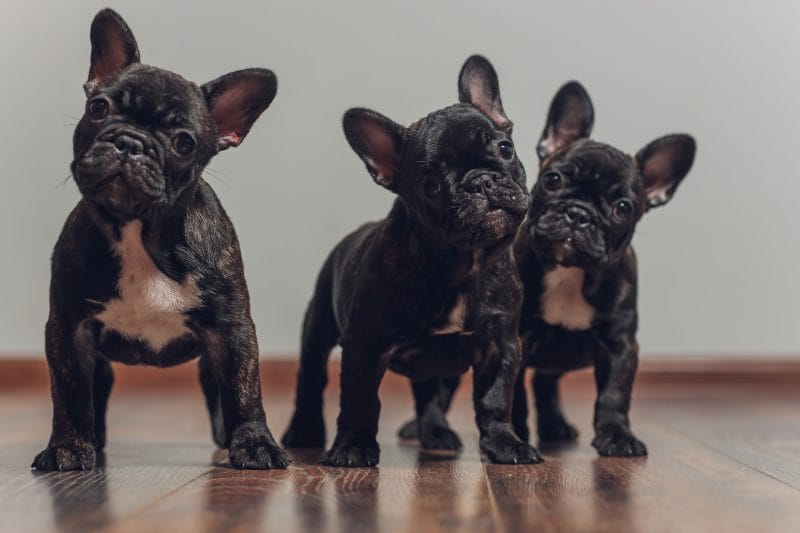 犬の聴覚は人間の4倍