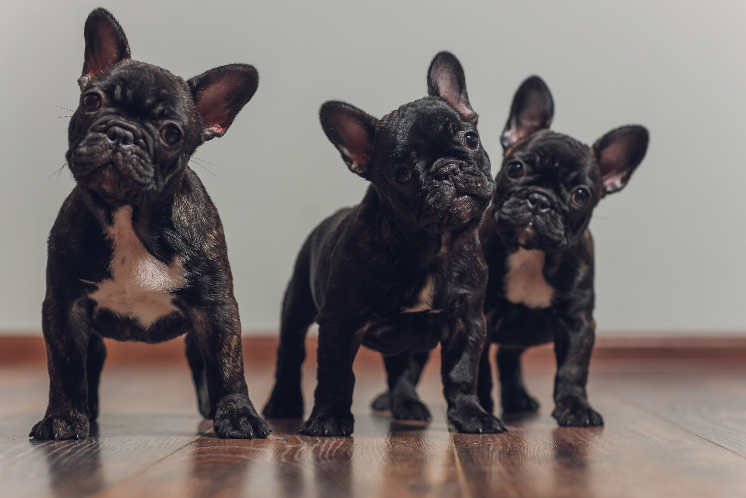 犬の聴覚は人間の4倍