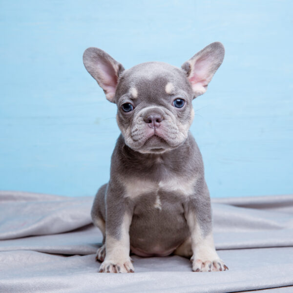 ブルーの毛色が「希少」とされる理由