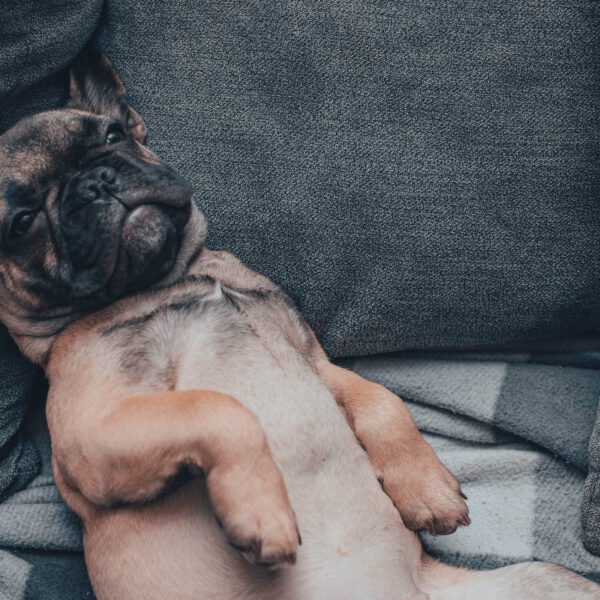 フレンチブルドッグはいびきがうるさいのは普通？