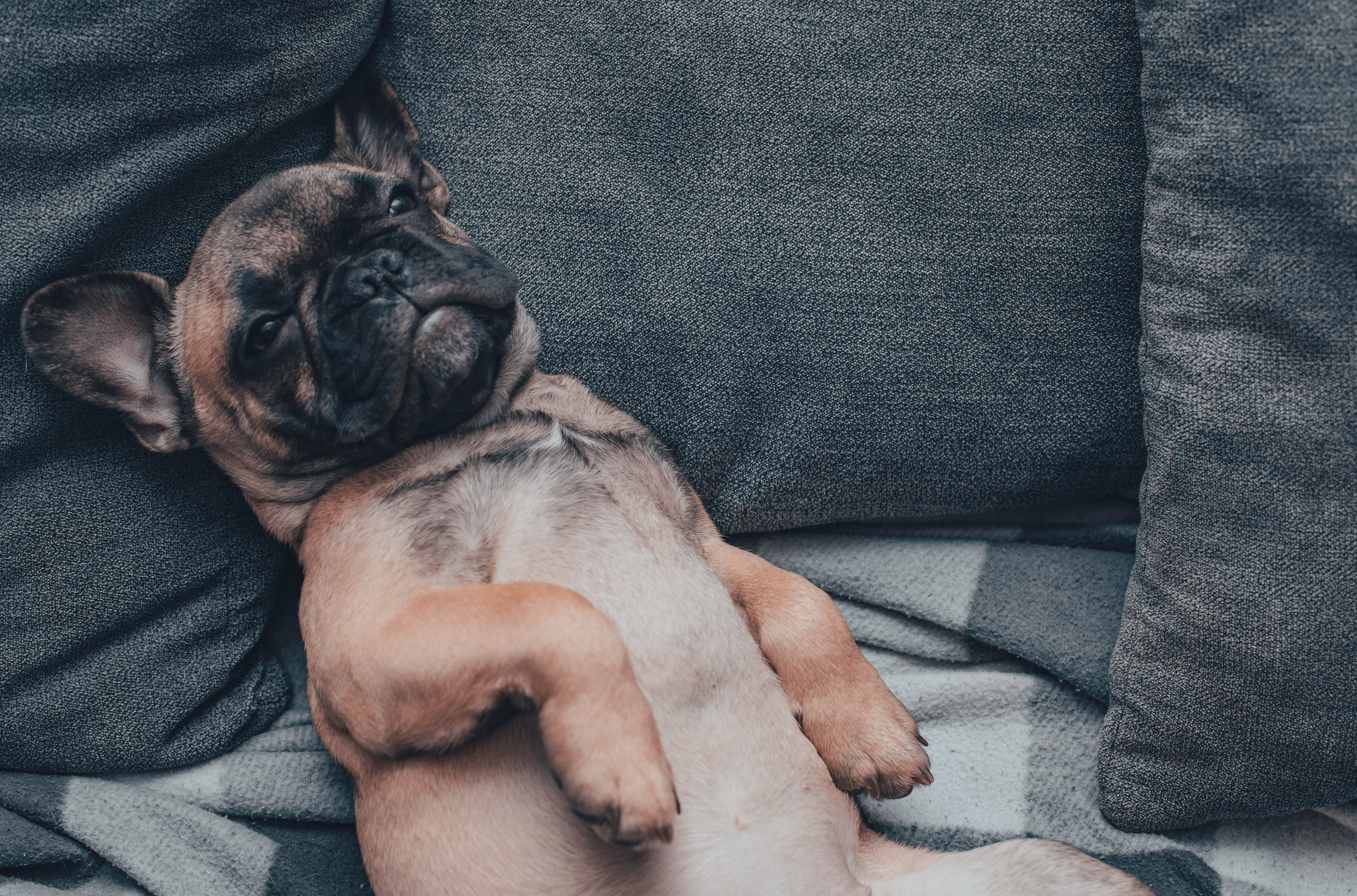 フレンチブルドッグはいびきがうるさいのは普通?