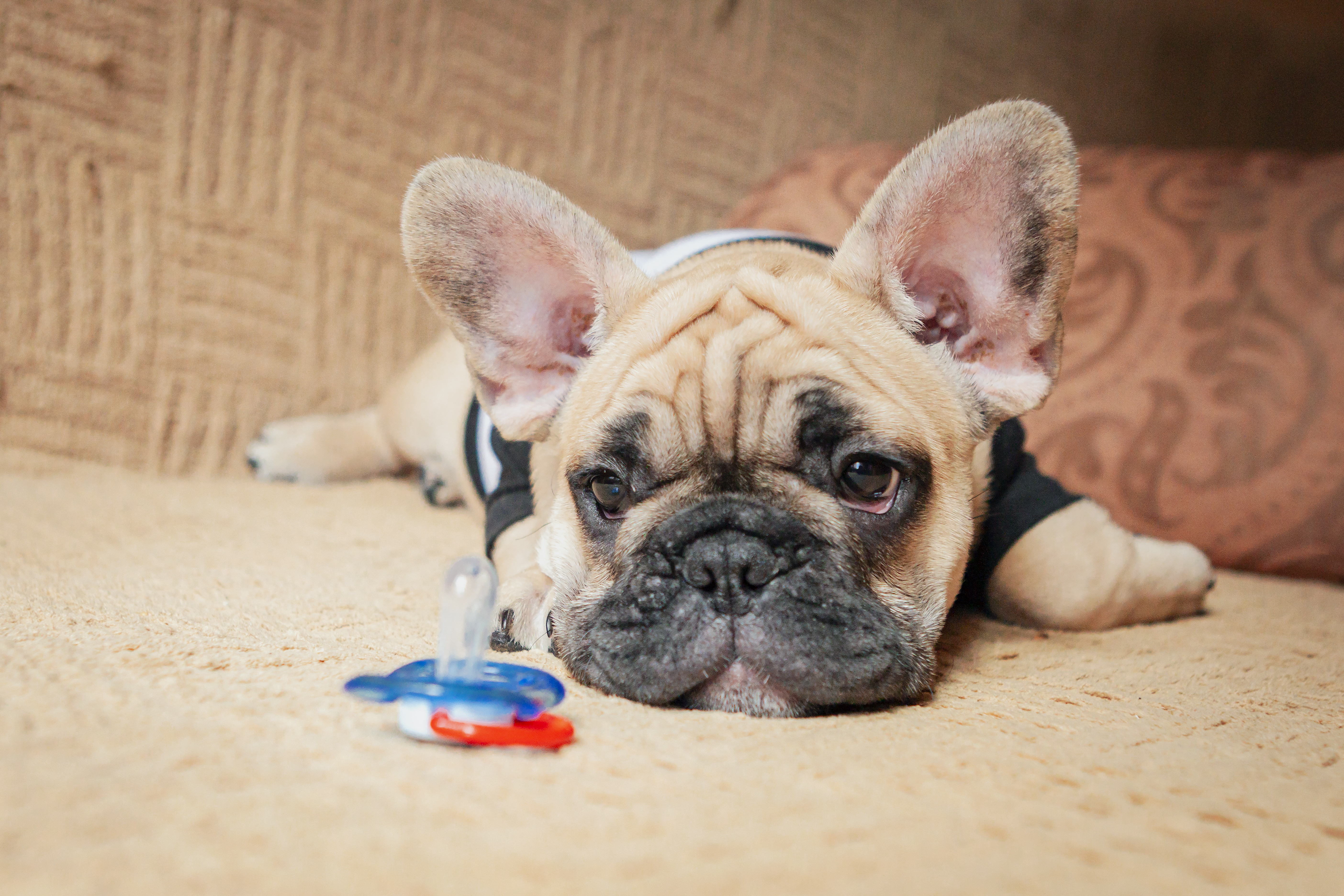 フレンチブルドッグの「分離不安」とは?お留守番でパニックになる原因と克服のコツ