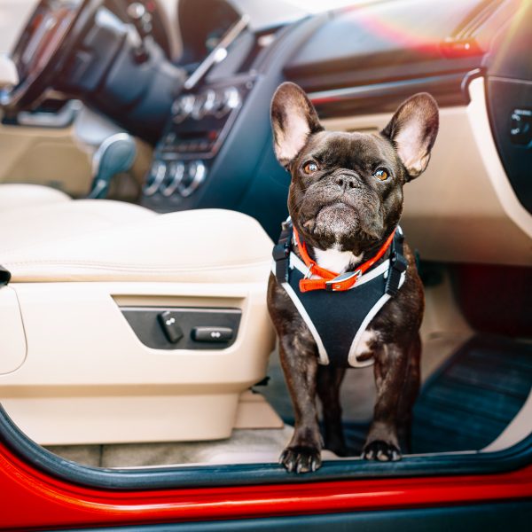 フレンチブルドッグの車移動で気をつけることは？