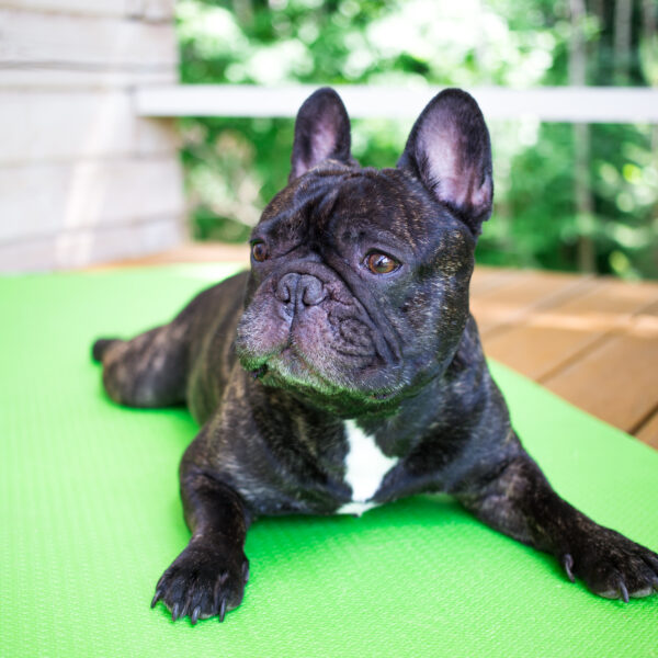 フレンチブルドッグは散歩は必要ですか？