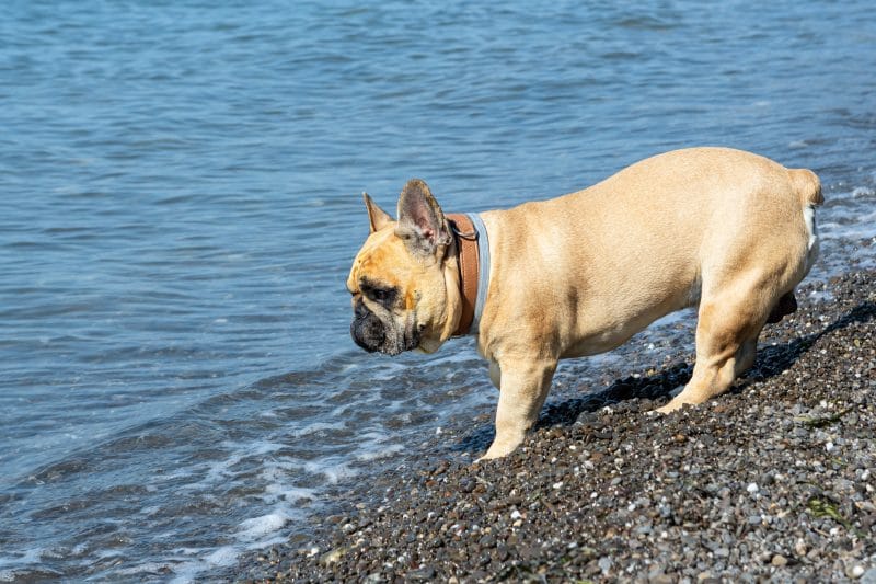 犬なのに泳げない！？フレンチブルドッグが秒で沈む理由