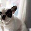 犬を去勢すると吠えなくなる？