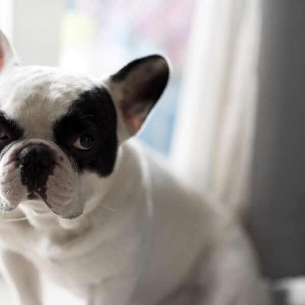 犬を去勢すると吠えなくなる？