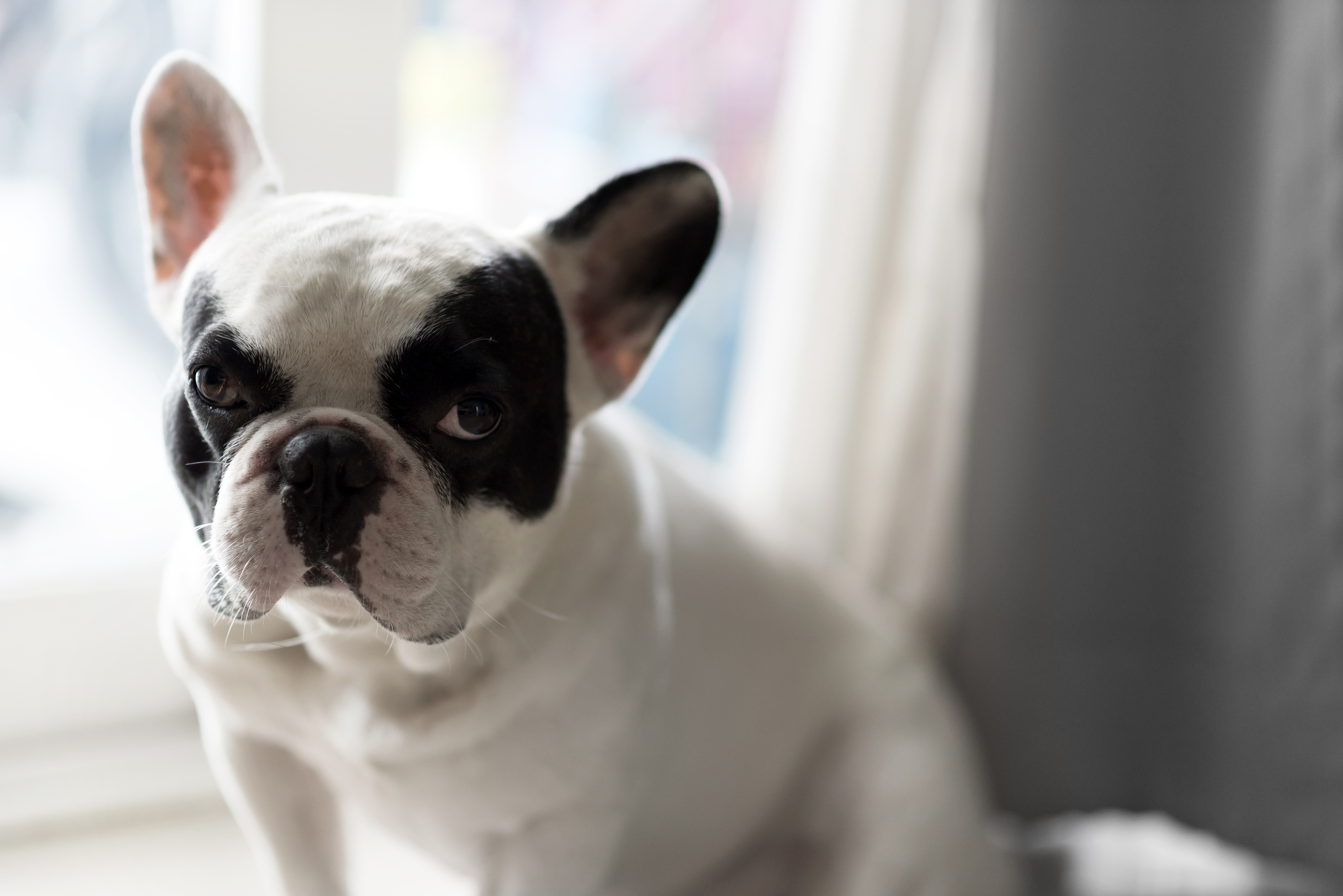 犬を去勢すると吠えなくなる?