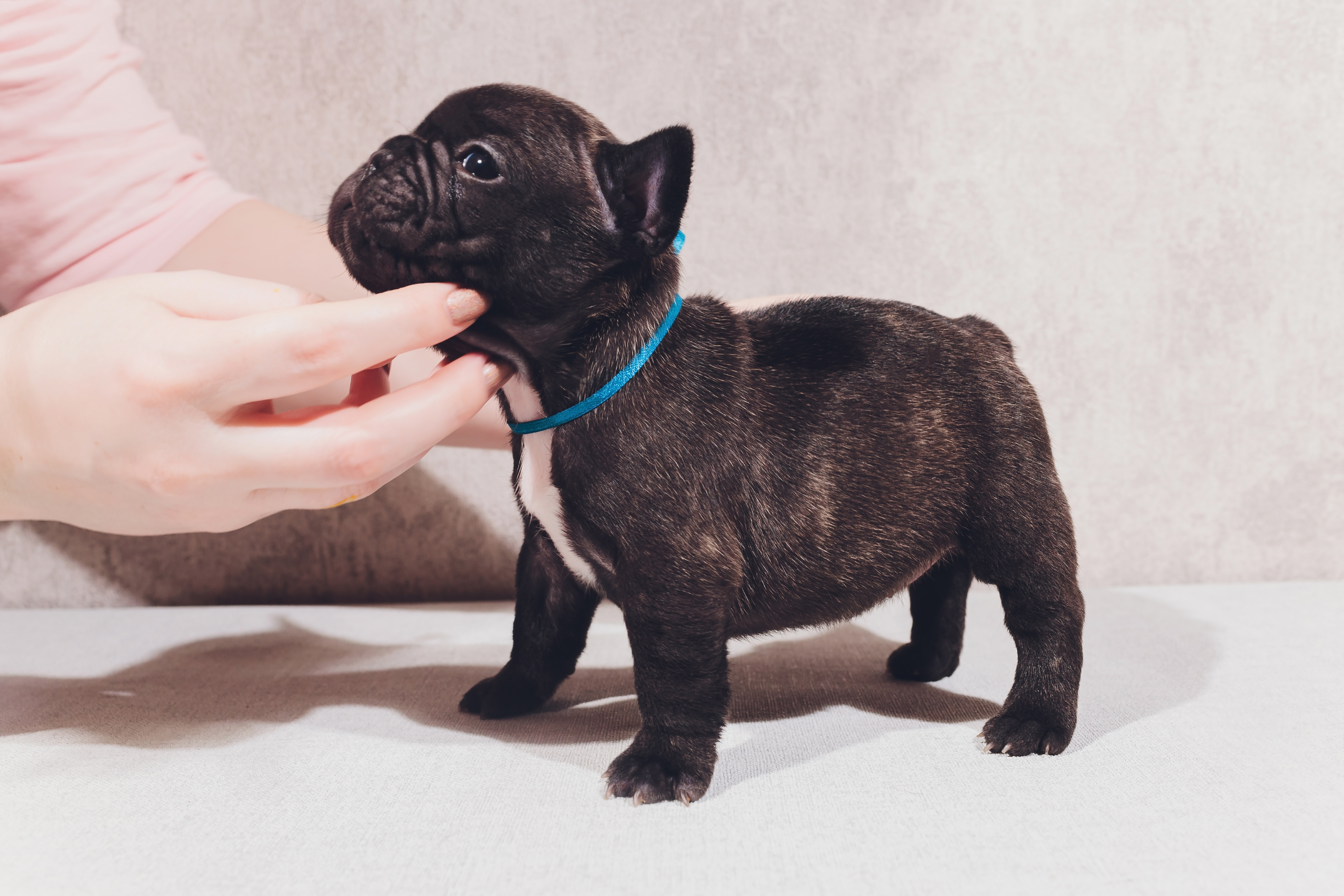 犬の体温が高いのは実は…
