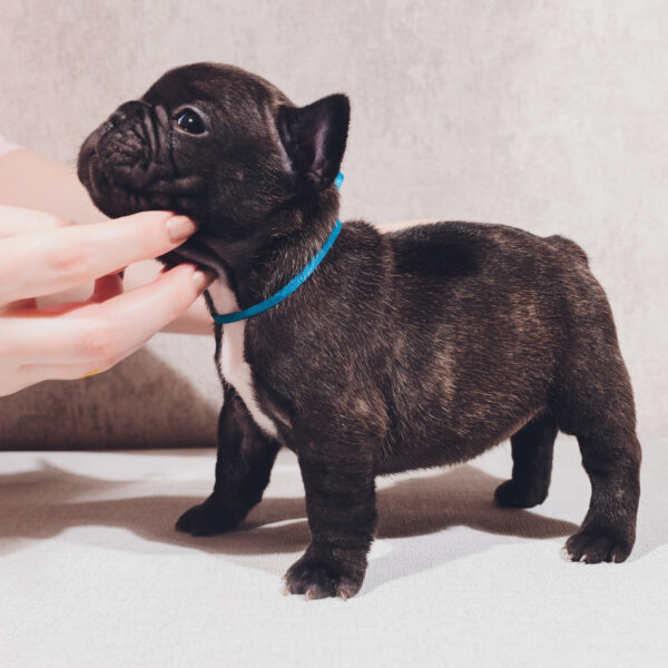 フレンチブルドッグの「一生、元気に歩ける体」を守る。全年齢で習慣にしたい7つの全身点検ガイド