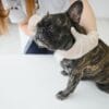 フレンチブルドッグは去勢したほうがいいですか？