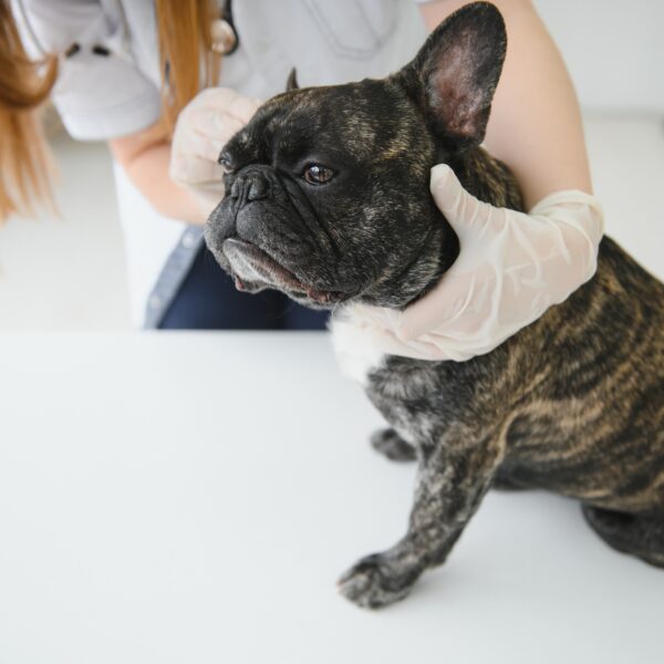 フレンチブルドッグは去勢したほうがいいですか？