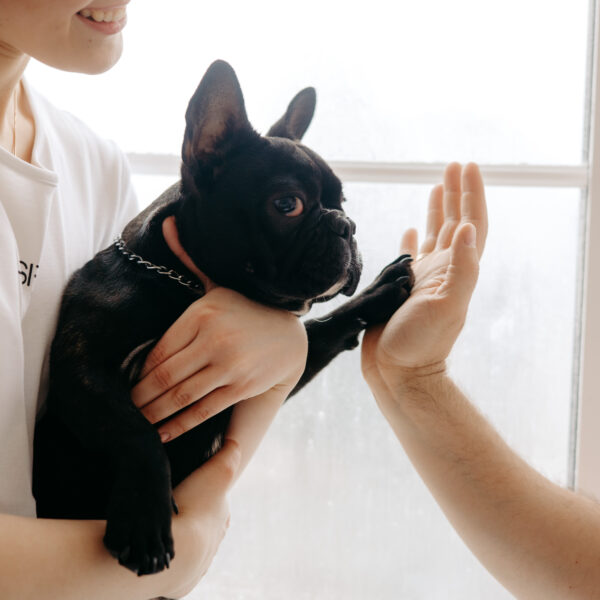 「うちの子、実は内弁慶？」フレンチブルドッグの人見知りを防ぐ！社会化トレーニングの極意