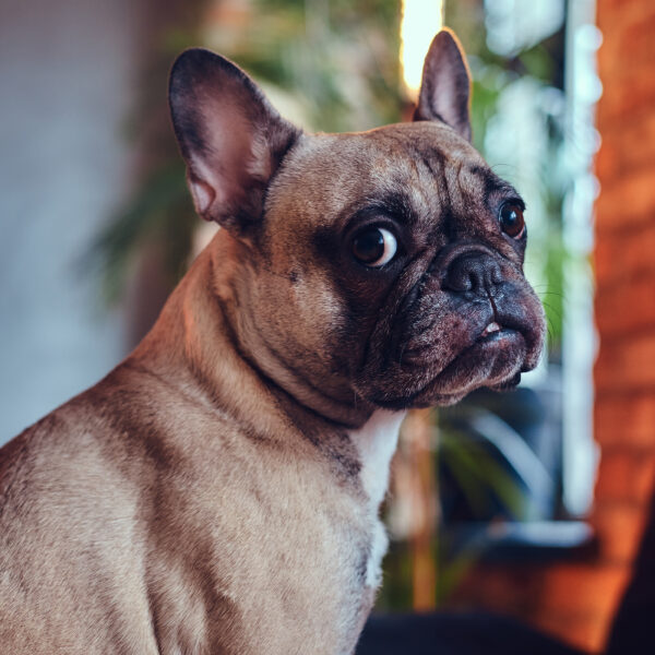 フレンチブルドッグが老犬になると真っ先に衰えるのは…