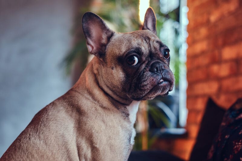 フレンチブルドッグが老犬になると真っ先に衰えるのは…