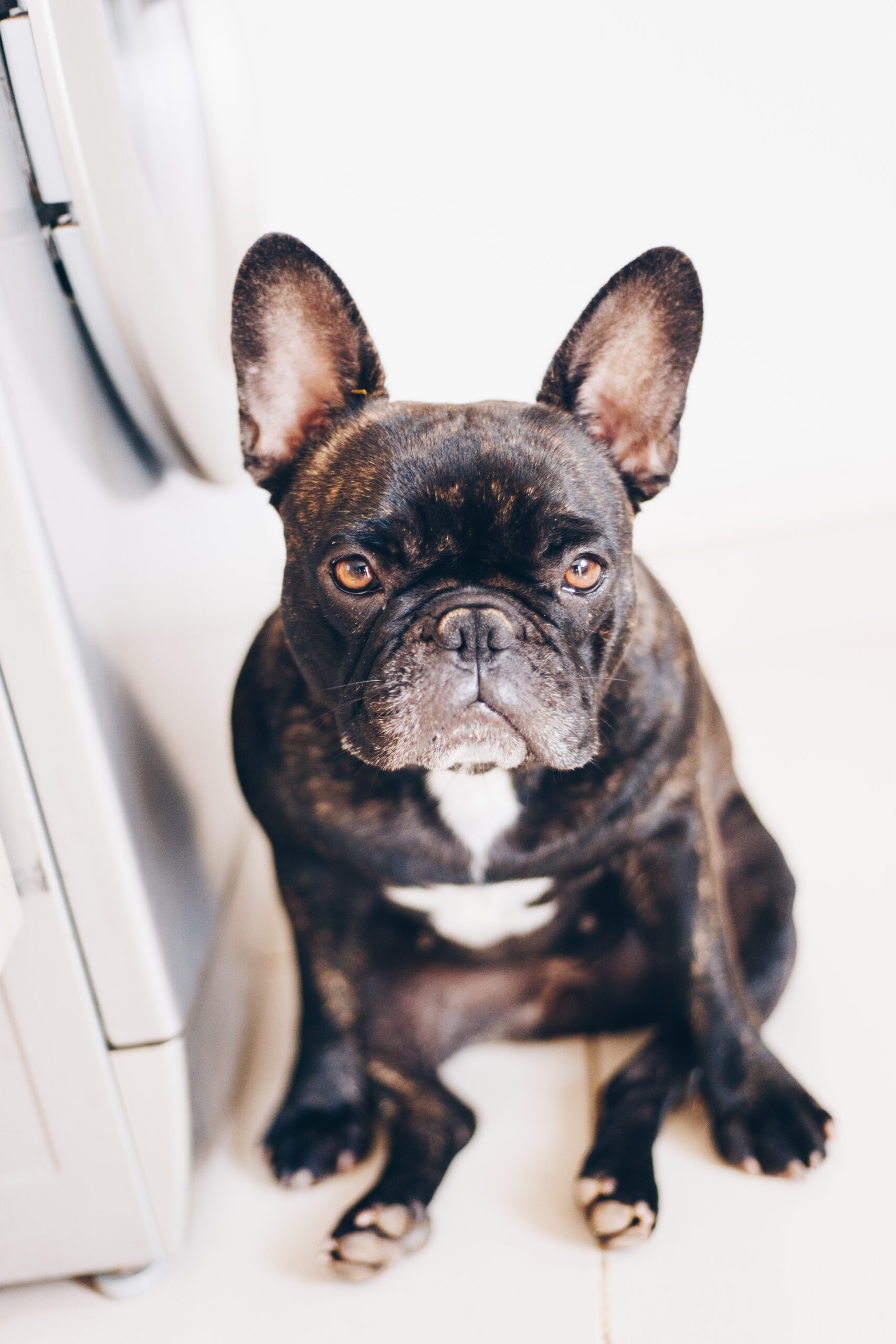 フレンチブルドッグは、なぜ「手足足手」ができるのか?