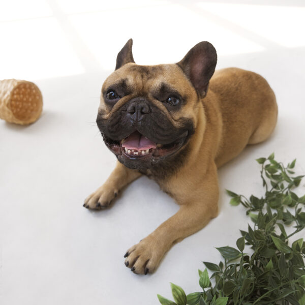 フレンチブルドッグは抜け毛がトップクラスに多い