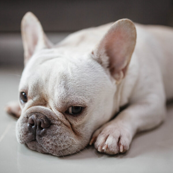 フレンチブルドッグの皮膚病まとめ|種類・治療・保険で備える方法