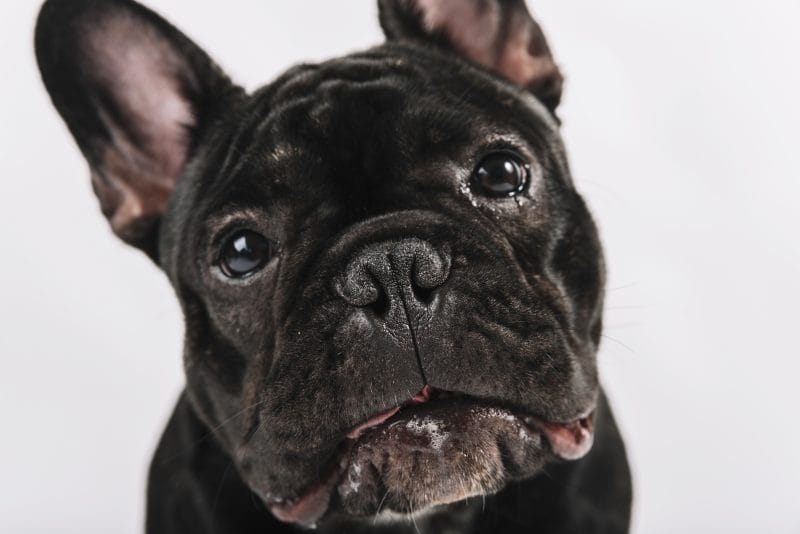 犬の涙やけの原因は実はフードで…