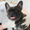 フレンチブルドッグの去勢手術はいつ頃するのがベストですか？