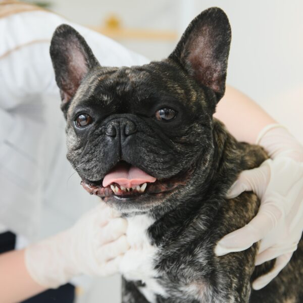 フレンチブルドッグの去勢手術はいつ頃するのがベストですか？