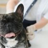 子犬を迎えたら最初に読む｜フレンチブルドッグのワクチンスケジュール解説