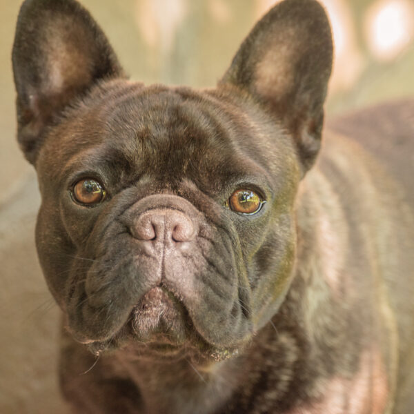 鼻の色は「黒」だけじゃない？