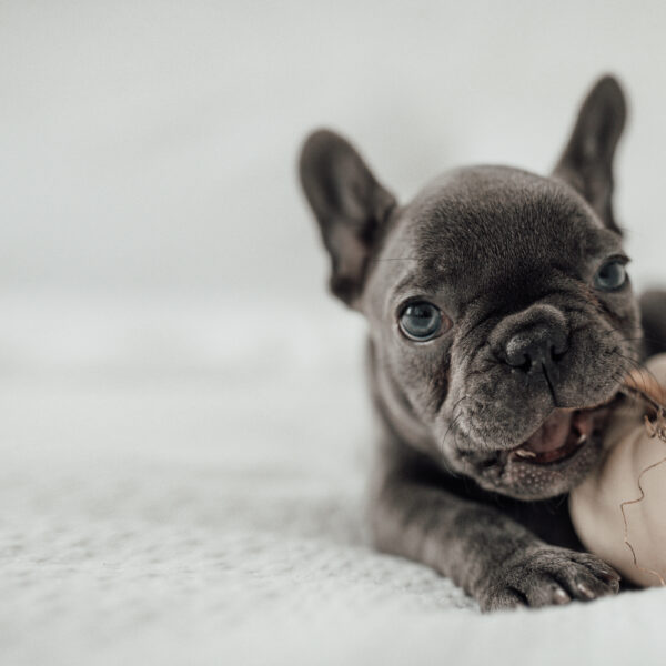 フレンチブルドッグが食べてはいけないもの一覧|誤食したときの対処法
