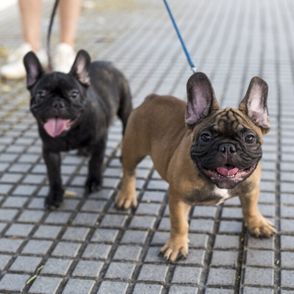 フレンチブルドッグの散歩は何分？
