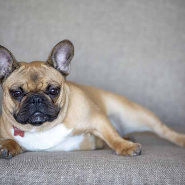 フレンチブルドッグが椎間板ヘルニアになりやすいのは本当？原因と一生歩ける体を作る対策