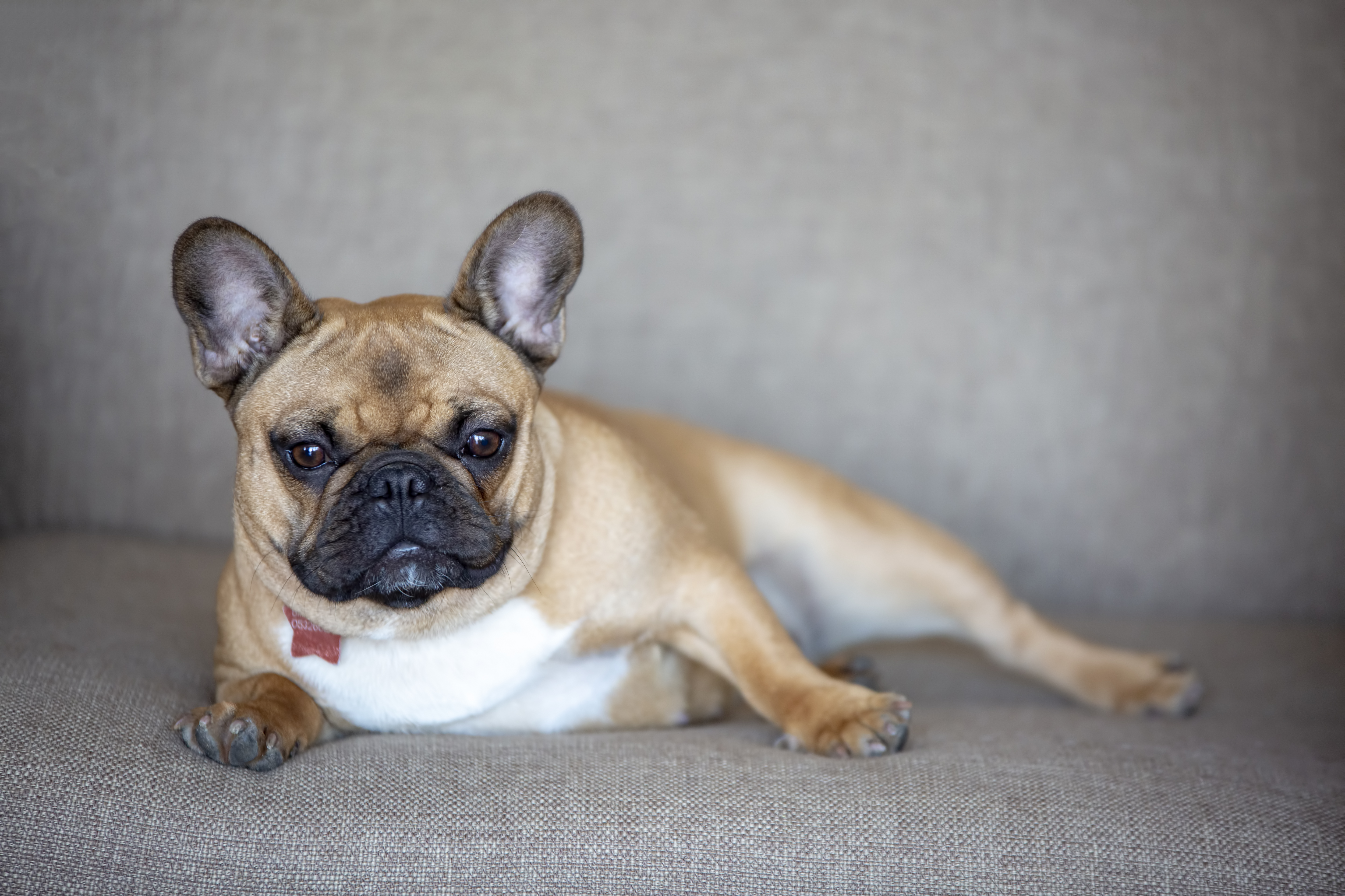 フレンチブルドッグが椎間板ヘルニアになりやすいのは本当?原因と一生歩ける体を作る対策